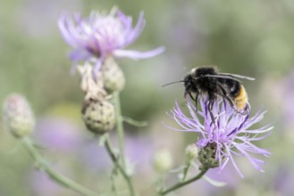 Stone bumblebee (Bombus lapidarius), Berlin, Germany