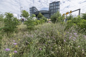 Ruderal area, flowering meadow, insect garden at Berlin Central Station, Berlin, Germany