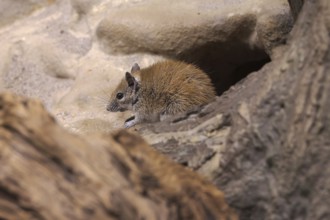 Spiny mouse (Acomys russatus), captive, Germany