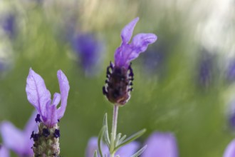 Crested lavender flowers (Lavendula stoechas) in intense shades of purple against a blurred
