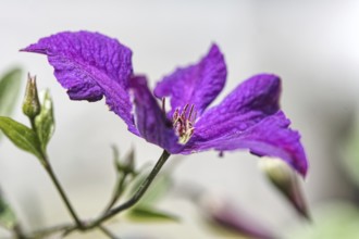 Purple clematis flower in full bloom with fine structures against a light background, Siegen