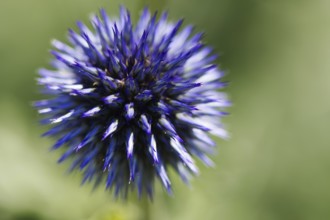Close-up view of a single blue globe thistle (Echinops) with clearly visible pointed flower spikes