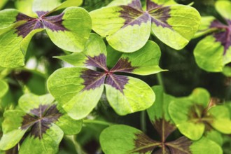 Close-up of clover leaves (Oxalis tetraphylla) with contrasting colours showing dense green