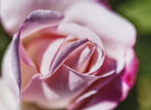Close-up of a pink rose (Rosa) with delicate, softly drawn petals that radiate natural elegance,