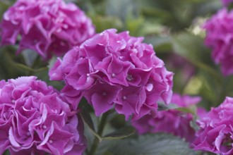 Close-up of pink hydrangea flowers (Hortensius) in full bloom, embodying freshness and natural