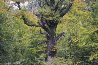 An old, mossy tree in an autumnal forest, Siegen