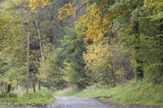 An autumnal forest path surrounded by yellow and green trees, Siegen
