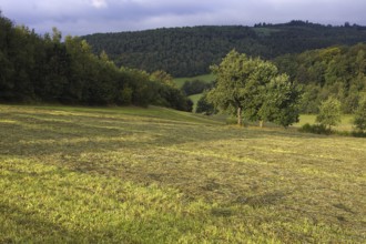 Autumnal fields with trees and sunlight in a hilly landscape, Siegen