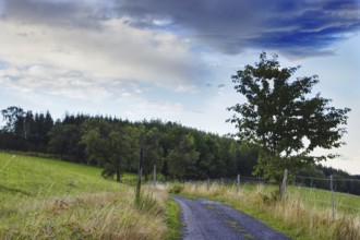 A narrow path winds its way through a tranquil landscape with trees and a beautiful sky, Siegen
