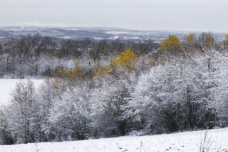 Snow-covered trees and hills with scattered golden leaves in a wintry landscape, Siegen