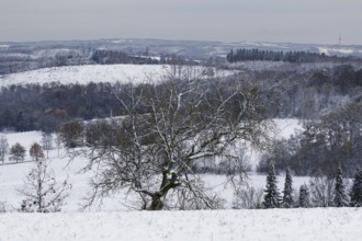 A bare tree in front of a snow-covered landscape that appears cold and calm in winter, Siegen