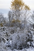 Snow-covered trees and bushes in a tranquil winter landscape, Siegen