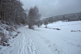 Snow-covered path in a forest with winter landscape and cloudy sky, Siegen