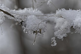 Snow-covered branch with ice crystals and hanging water, Siegen