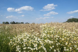 Camomile in front of a ripe cornfield under a blue sky with clouds, Münsterland, North
