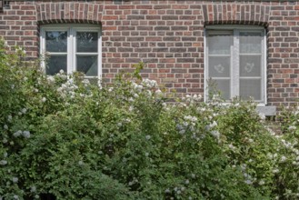 Brick façade with two windows and a white climbing rose, Münsterland, North Rhine-Westphalia,