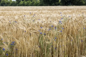 Cereal field with cornflowers, Münsterland, North Rhine-Westphalia, Germany