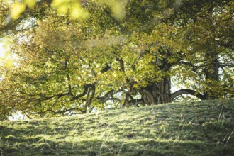 Tree, Königsalm, Upper Bavaria, Bavaria, Germany