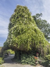 Tree in a garden covered in flowering ivy in Skillinge, Simrishamn municipality, Sweden,