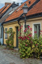Cobblestone street with small colored house and street lamp and hollyhocks flowers in Ystad, Skåne