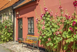 Cobblestone street with small colored house and bench and hollyhocks flowers in Ystad, Skåne