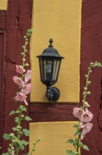 Flowering pink hollyhocks at an old half timbered wall with lamp in Ystad, Skåne county, Sweden,