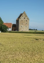 Field of ripe wheat in front of the medieval castle Glimmingehus in Simrishamn municipality, Skåne