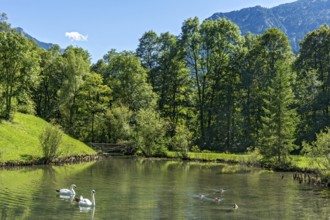 Swan pond with swans and ducks, park of Linderhof Castle, UNESCO World Heritage Site, Ettal,