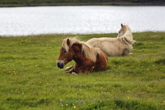 Two Icelandic horses, also known as Icelandic ponies, grazing in a meadow, Snæfellsnes,