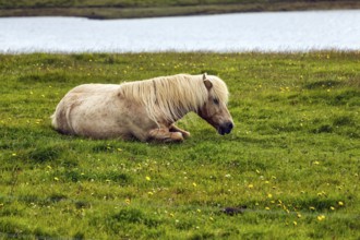Icelandic horse, also known as Icelandic pony, lying in a meadow, Snæfellsnes, Snaefellsnes, West