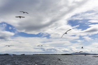 Coastal landscape with water and birds, seagulls flying in the cloudy sky, Stykkisholmur,