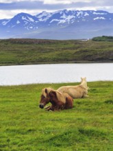 Two Icelandic horses, also known as Icelandic ponies, grazing in a meadow, mountains on the