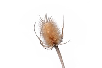 Dry Cirsium plume thistle flower on white background