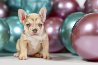 Young healthy French Bulldog dog puppy sitting with colorful balloons in background