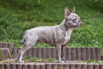 Lilac brindle French Bulldog dog with long healthy nose and tail