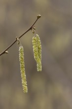 Hazel tree (Corylus avellana) catkins in spring, England, United Kingdom