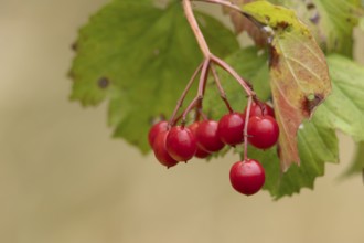 Guelder rose (Viburnum opulus) red berries on a tree in autumn, England, United Kingdom