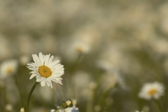 Oxeye daisy (Leucanthemum vulgare) flower in summer, England, United Kingdom