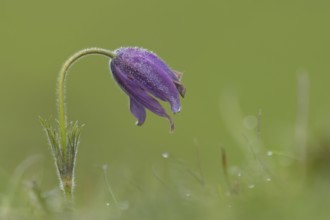 Pasqueflower (Pulsatilla vulgaris) purple flower in grassland in spring, England, United Kingdom