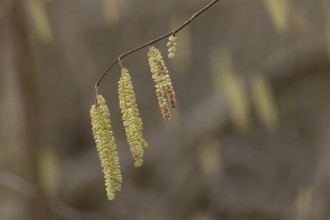 Hazel tree (Corylus avellana) catkins in spring, England, United Kingdom