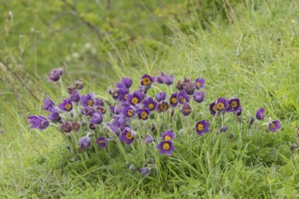 Pasqueflower (Pulsatilla vulgaris) purple flowers in grassland in spring, England, United Kingdom