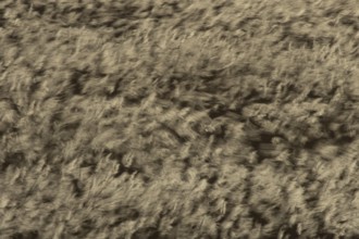Common reed (Phragmites australis) reeds in a reedbed blowing in the wind abstract image, England,