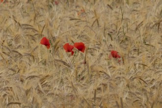 Common field poppy (Papaver rhoeas) flowers in a ripe farmland barley crop in summer, England,