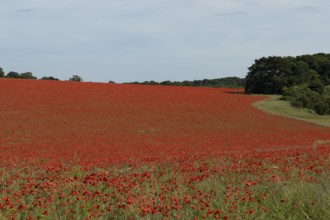 Common field poppy (Papaver rhoeas) flowers in a arable field in summer, England, United Kingdom