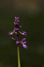 Early purple orchid (Orchis mascula) flower in a woodland in spring, England, United Kingdom