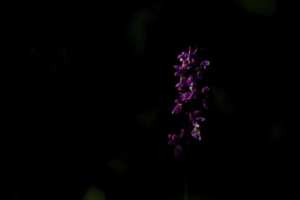 Early purple orchid (Orchis mascula) flower in a woodland in spring, England, United Kingdom