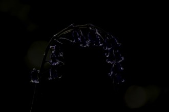 English bluebell (Hyacinthoides non-scripta) single flower in a woodland backlit in spring,