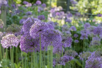Allium blossom in the district educational garden, Burgsteinfurt, Steinfurt, Münsterland, North