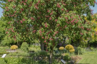 Aesculus pavia (Aesculus pavia), district educational garden, Burgsteinfurt, Münsterland, North