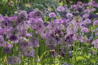 Ornamental leek (Allium sp.), inflorescence, district educational garden, Burgsteinfurt, Steinfurt,